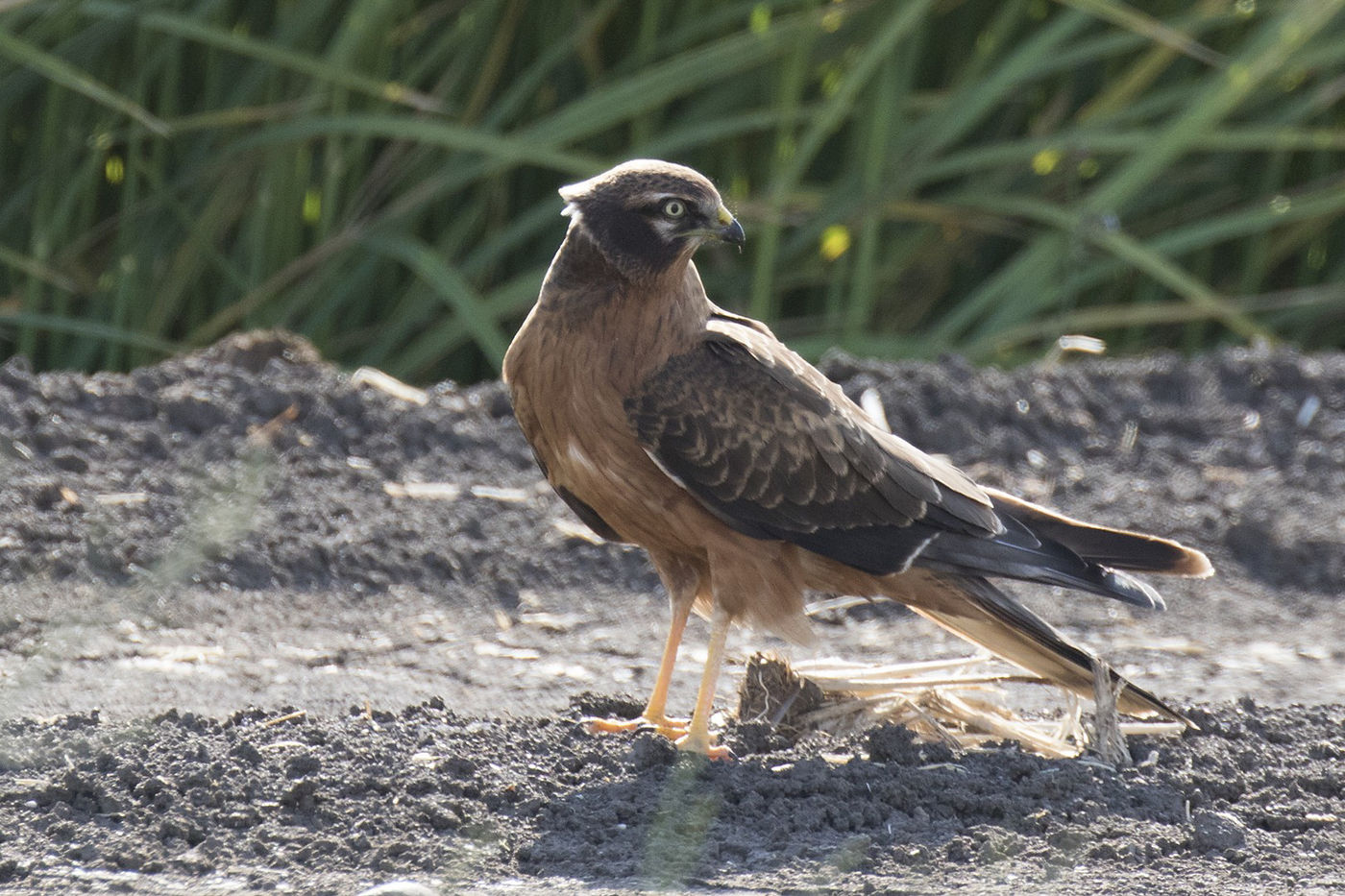 Een juveniele grauwe kiekendief pauzeert even op de akkers in La Janda, nabij Tarifa. © Patrick Keirsebilck
