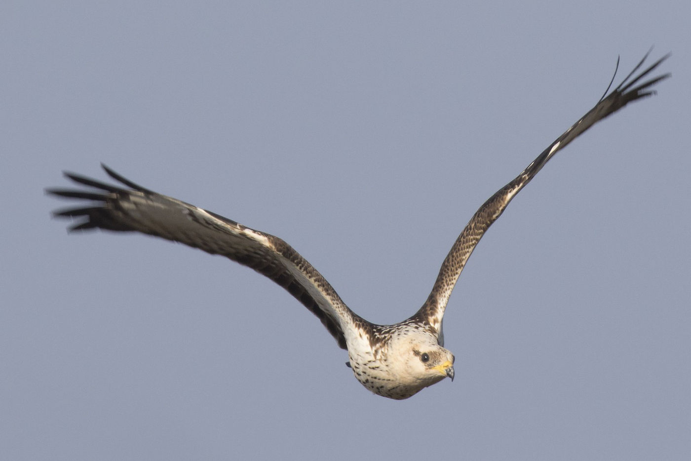 Oog in oog met een juveniele wespendief. © Patrick Keirsebilck
