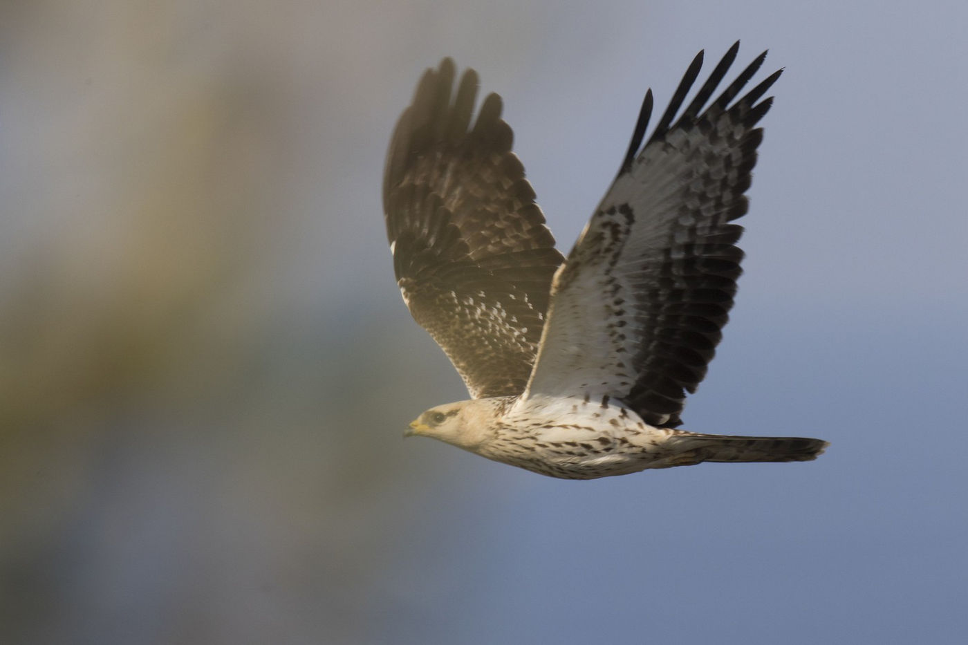 Een juveniele wespendief, een lichte vorm hier, op weg naar het zuiden. © Patrick Keirsebilck
