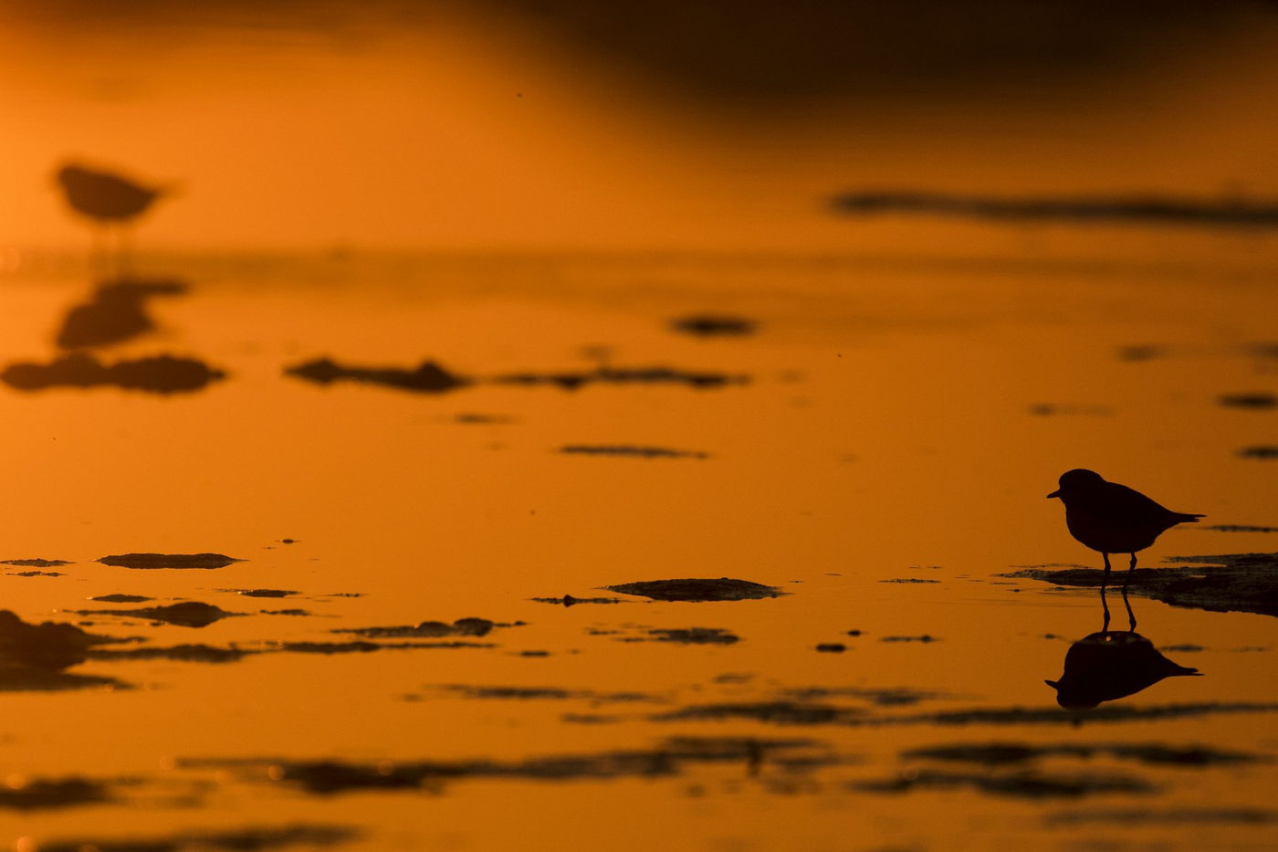 Sfeerbeeld bontbekplevier tijdens de ondergaande zon. © Patrick Keirsebilck
