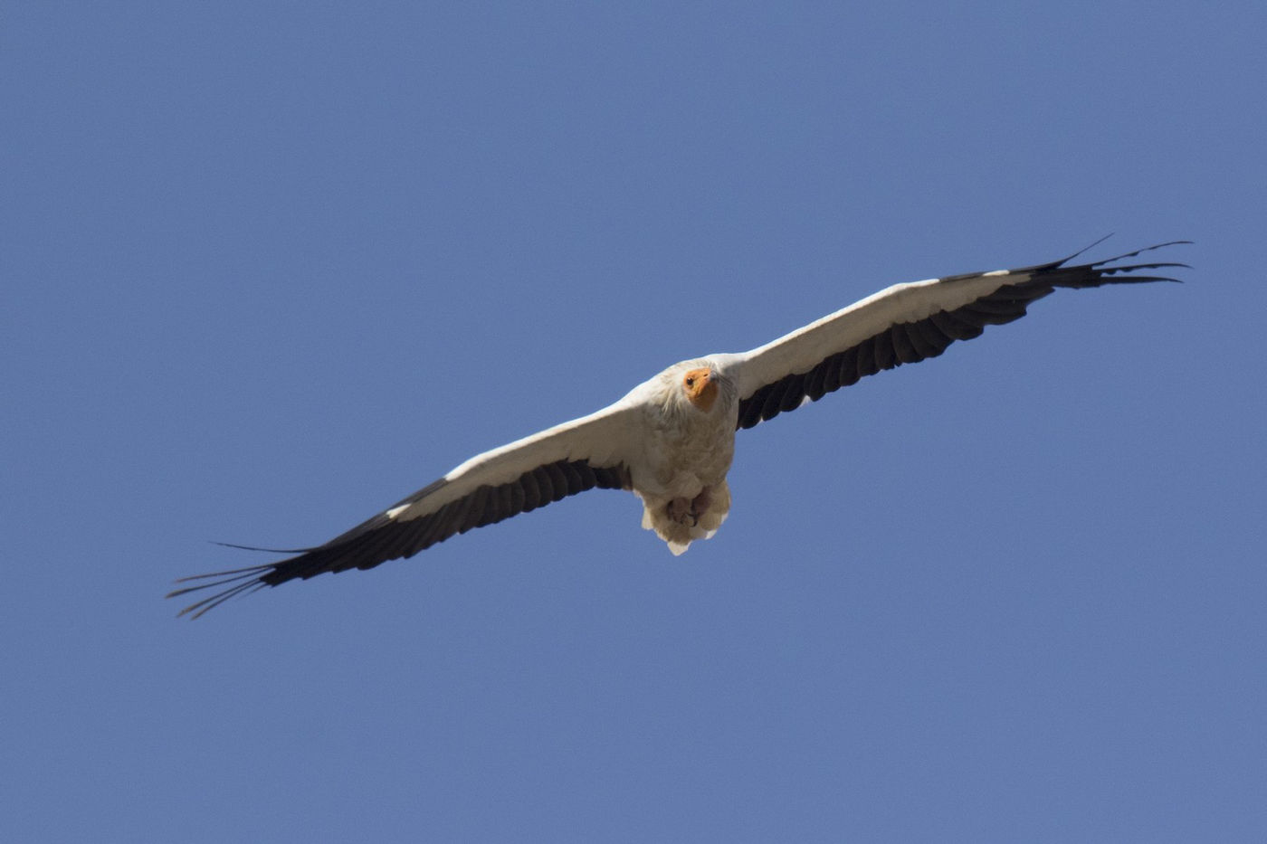 Rond Tarifa zie je deze soort gelukkig nog wel in goede aantallen. © Patrick Keirsebilck
