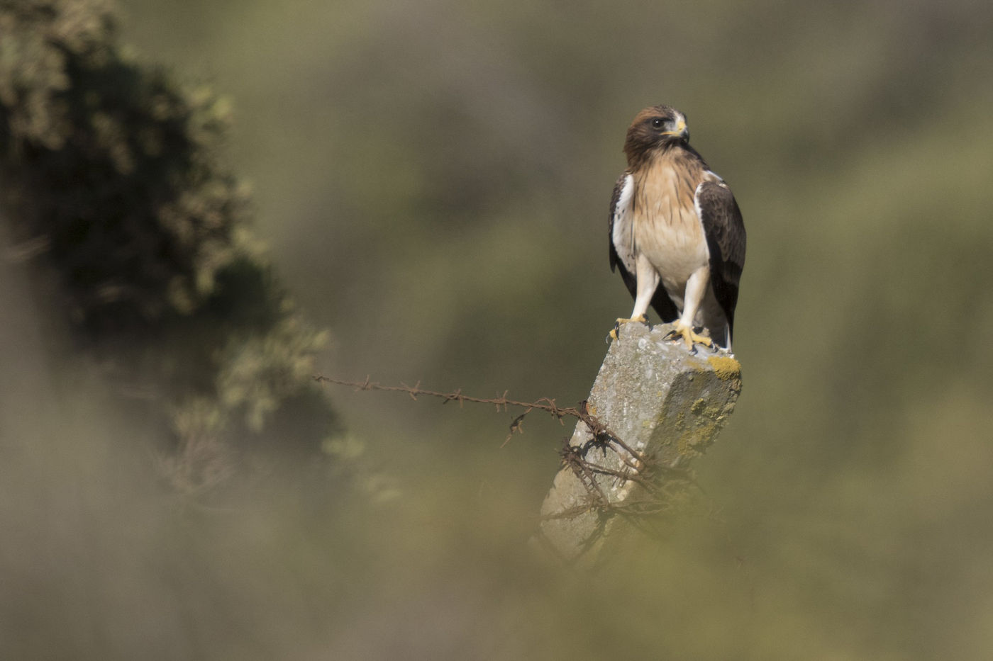 Af en toe moeten de roofvogels ook tot rust komen vooraleer ze in staat zijn om verder te flappen. © Patrick Keirsebilck
