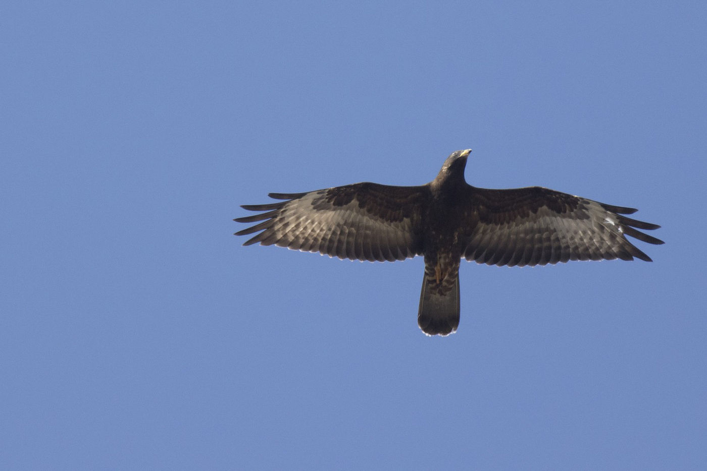 Wespendieven kennen een geconcentreerde piek rond het einde van september. Hier een juveniele vogel. © Patrick Keirsebilck