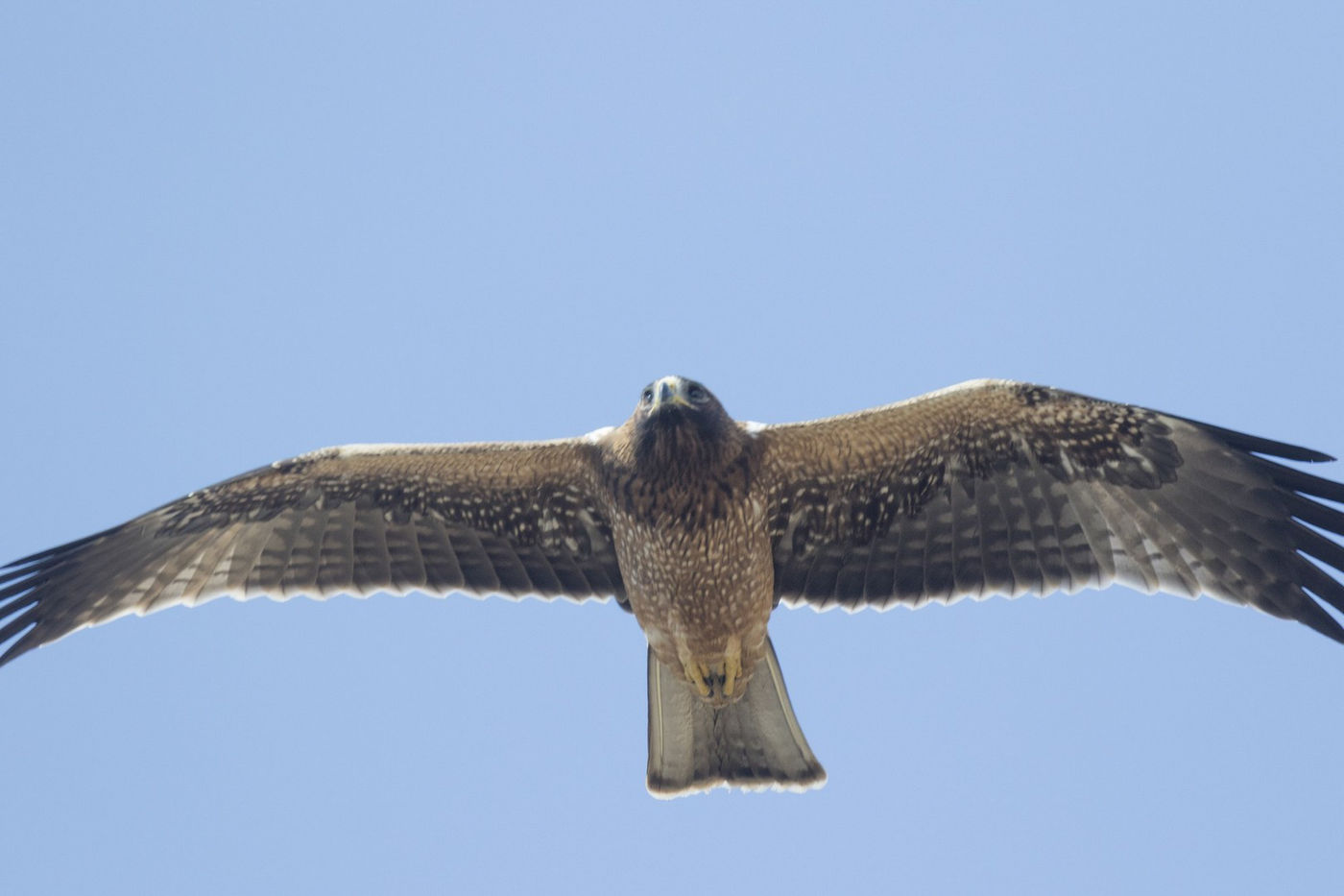 Een juveniele dwergarend vliegt pal boven ons. © Patrick Keirsebilck