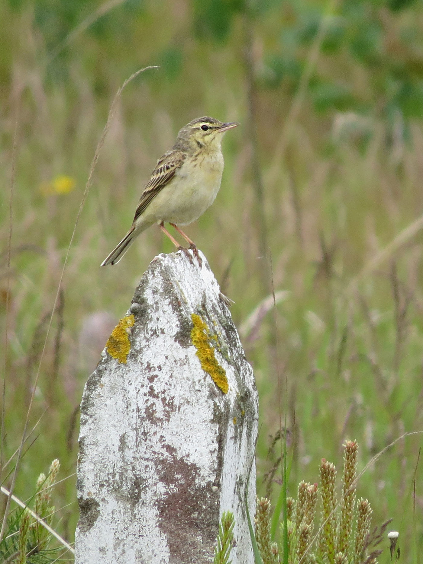 Un pipit rousseline surveille les environs depuis son perchoir. © Voyages STARLING