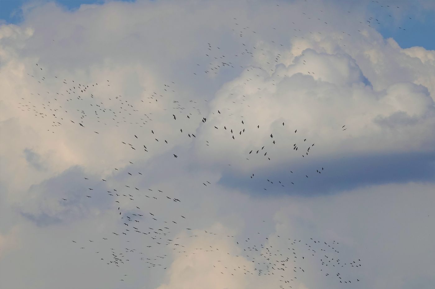 De puszta is een vaste stopoversite voor tal van soorten uit noordelijk Europa, waaronder kraanvogels. © Jos Tuerlinckx