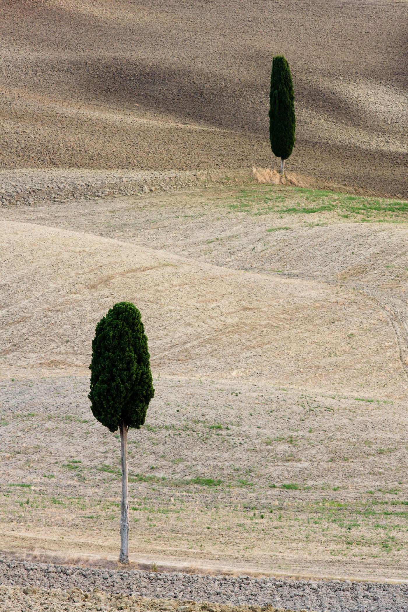 Jeneverbessen in een net bewerkt landschap. © Bart Heirweg