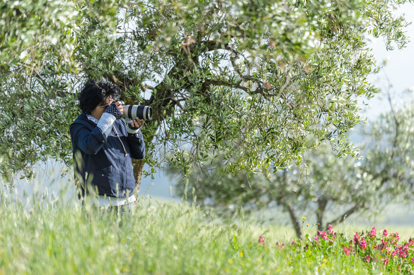 Olijfbomen in een kleurrijk jasje. © Bart Heirweg