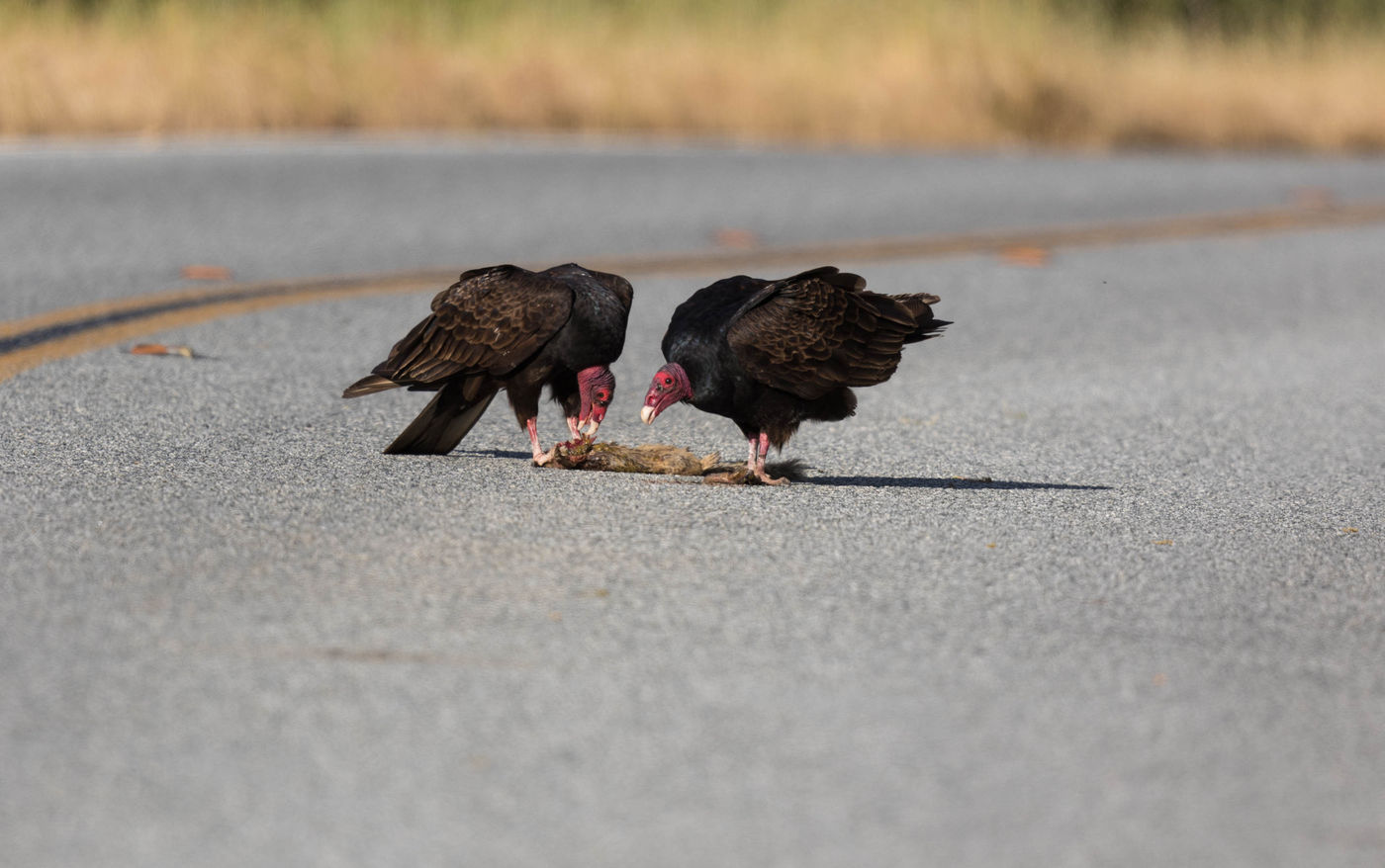 Turkey vultures. © Iwan Lewylle