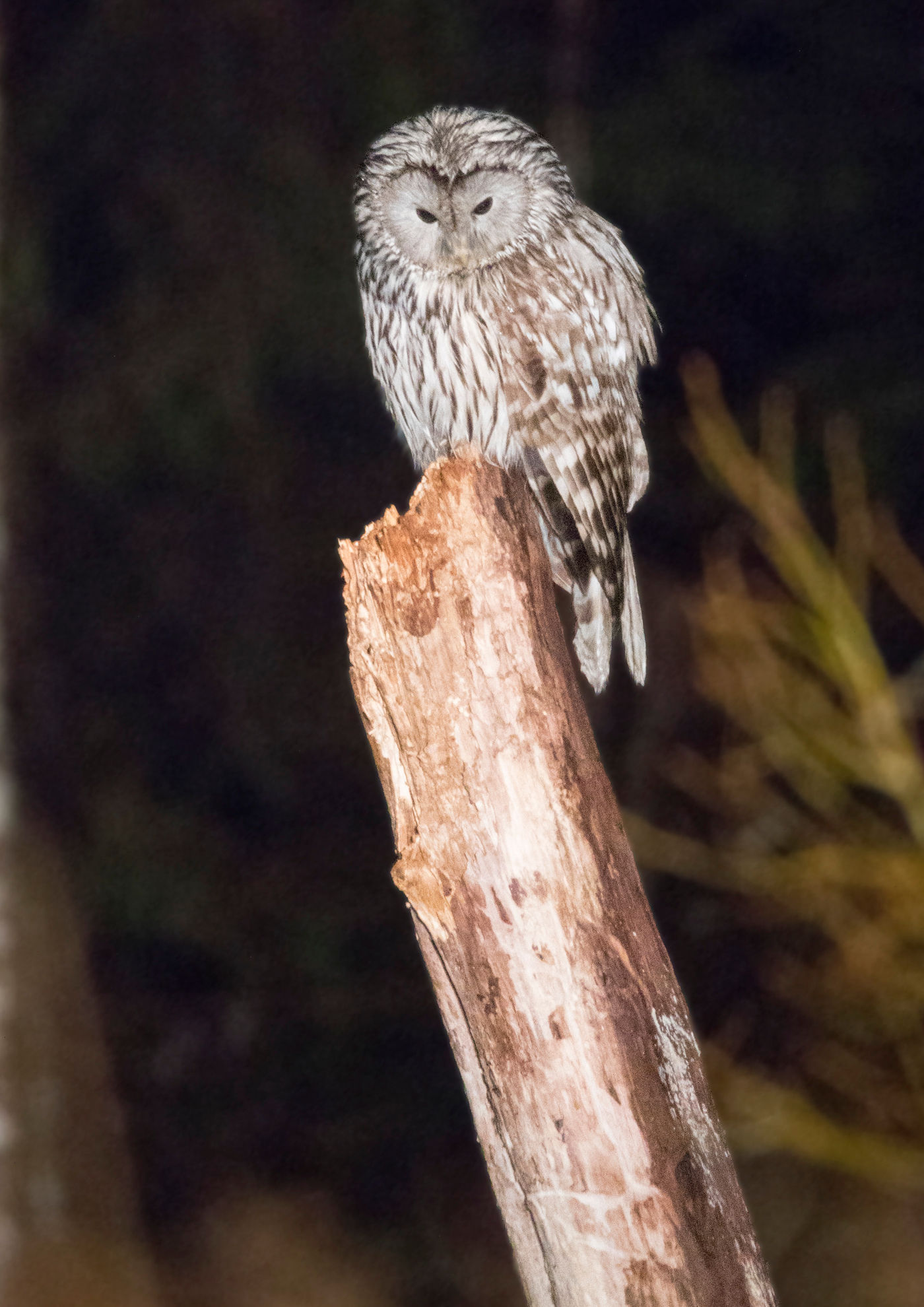 Une chouette de l'Oural au coucher de soleil. © Voyages STARLING