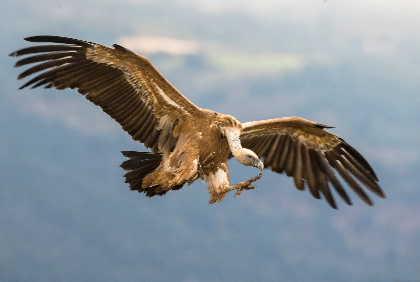 Vautour fauve à l'atterrissage © Rudi Debruyne