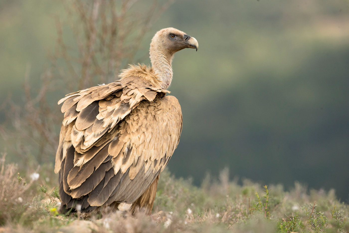 De vale gier is een gewone verschijning in de streek. © Rudi Debruyne