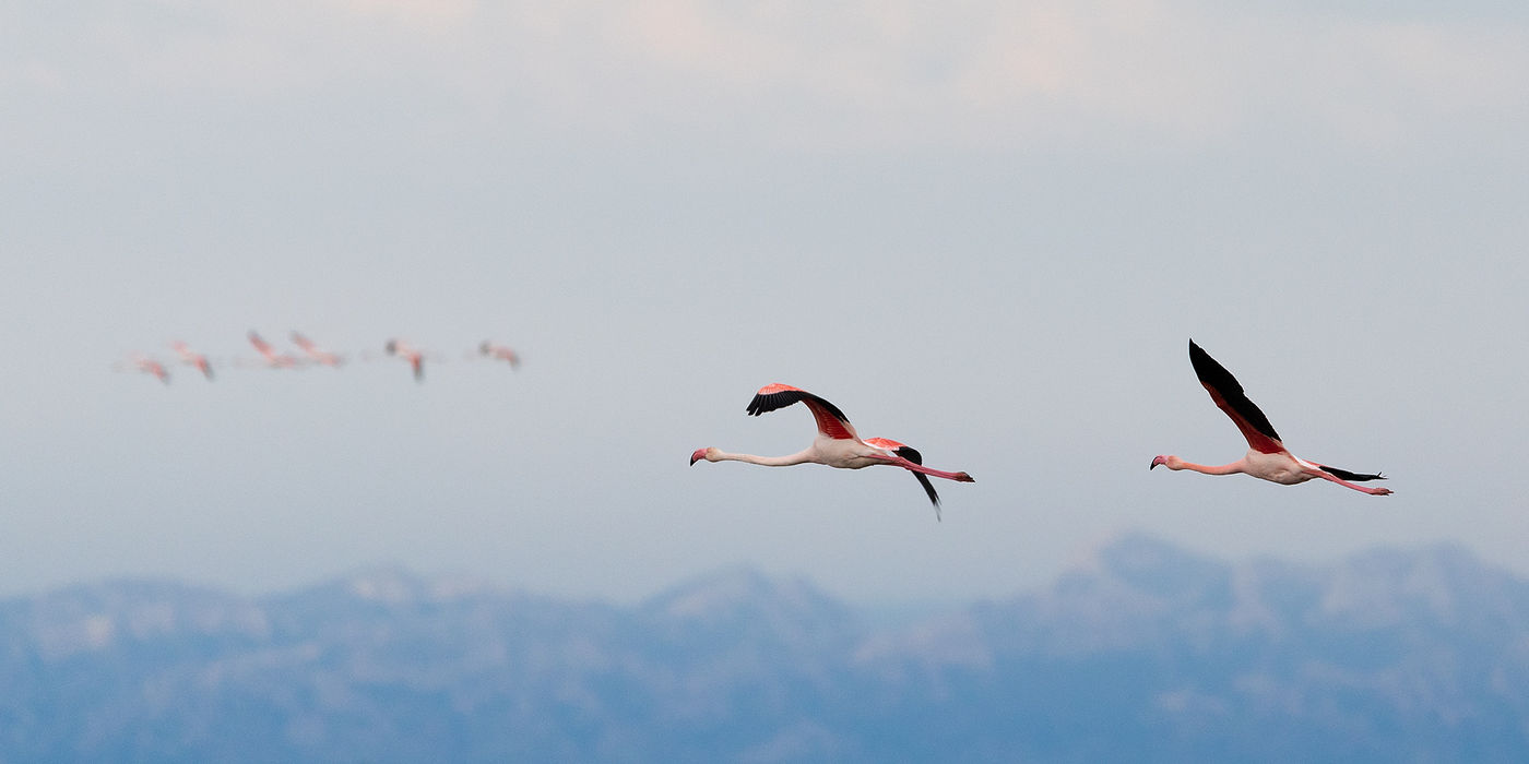 Van alle kanten kwamen flamingo's aanvliegen.