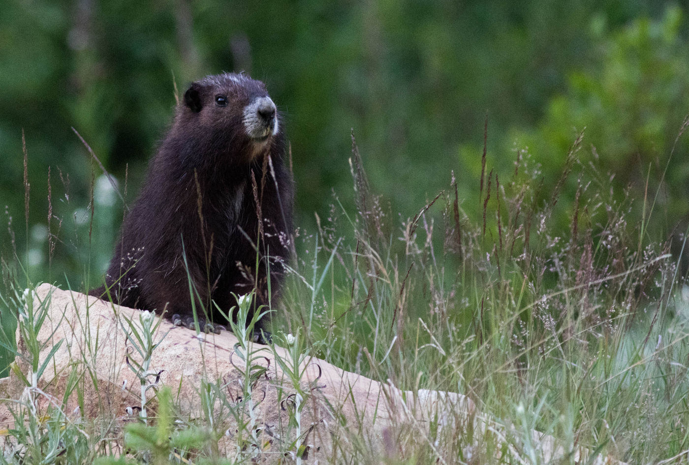 Deze ernstig bedreigde Vancouver Island marmot kende ooit nog amper dertig individuen, maar kon dankzij inspanningen terug terrein winnen. © Joachim Bertrands