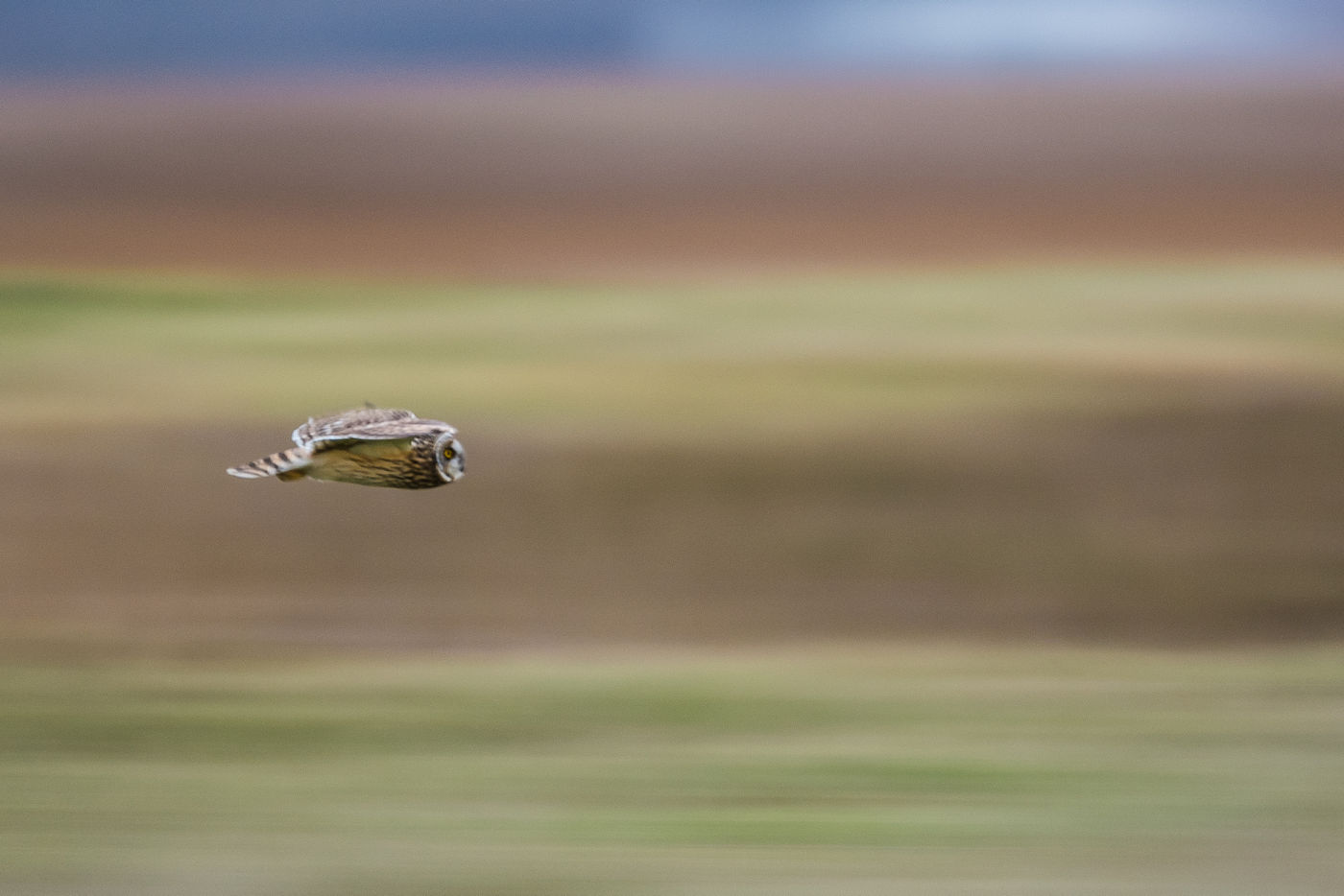 De velduil is een nachtvogel die je eigenlijk meestal overdag ziet. © Billy Herman