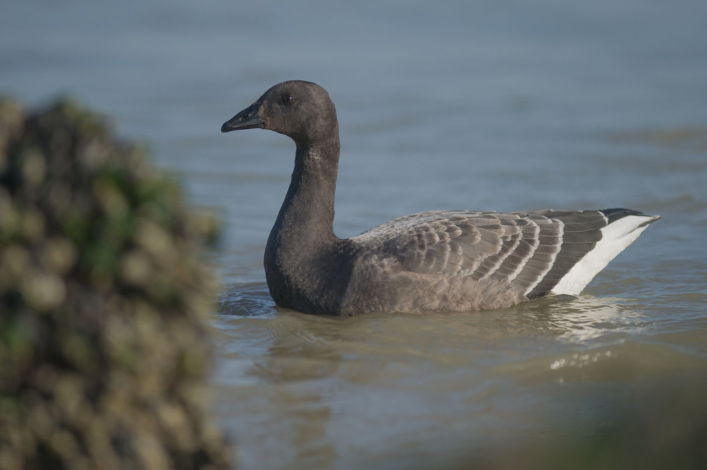 La bernache cravant est particulièrement inféodée au réseau côtier © Billy Herman