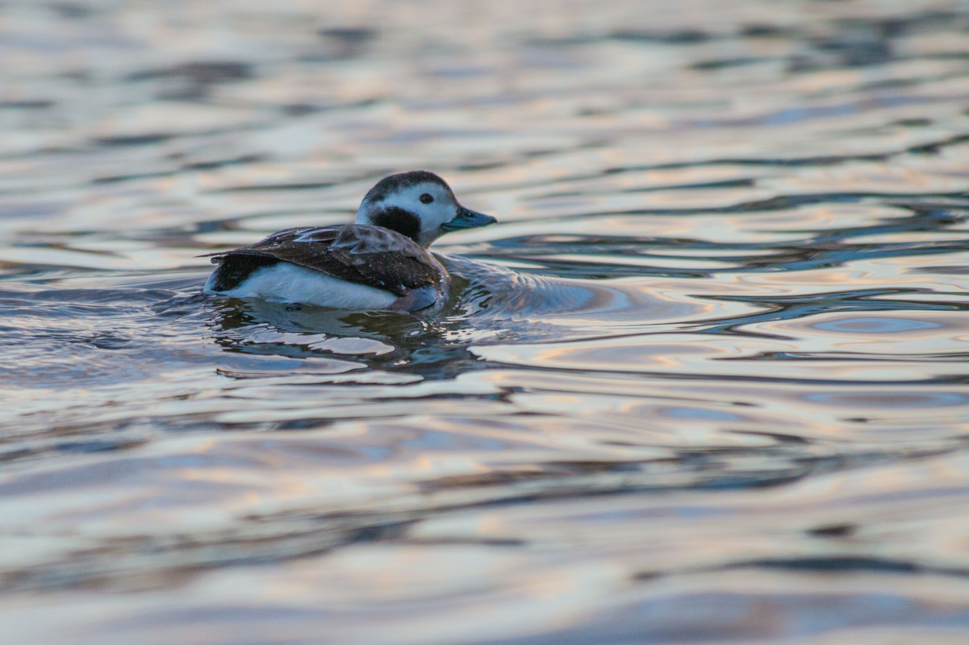 La splendide harelde boréale dans le soleil couchant © Billy Herman