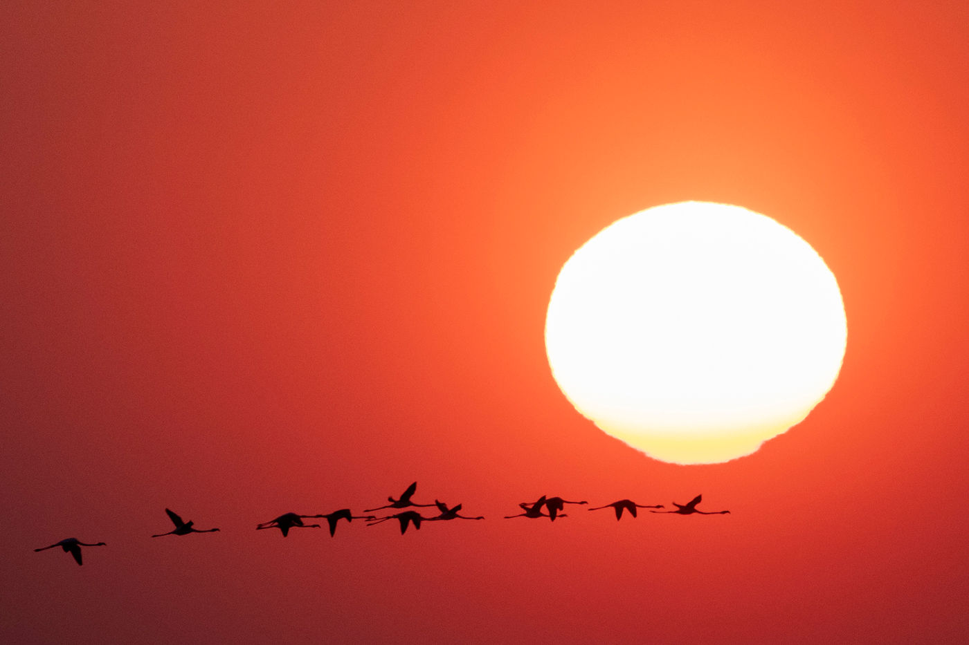 Flamingo's voor de ondergaande zon.