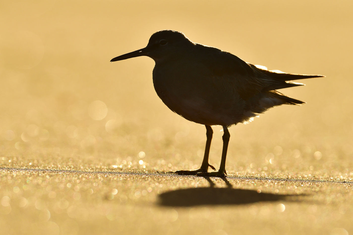 This wandering tattler swaps the cold Alaskan winters for a sandy beach on this pristine location. © Yves Adams