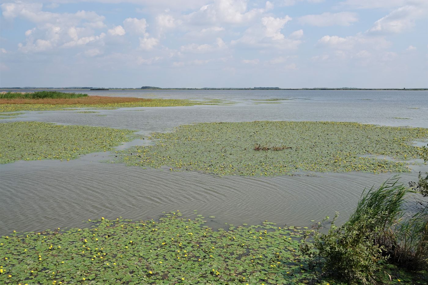 De vijvers van Hortobagy zijn grotendeels begroeid met watergentianen, wat voor enorme tapijten zorgt. © Jos Tuerlinckx