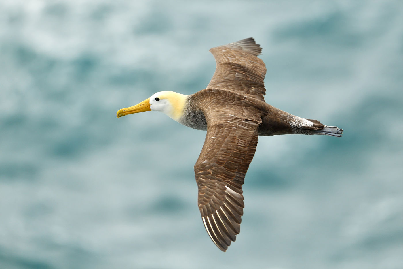 De waved albatros is de enige soort albatros die in de tropen broedt. © Yves Adams