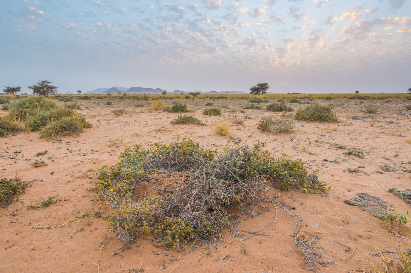 De savanneachtige wadi's zijn meteen de locatie waar je al het leven aantreft. © Billy Herman