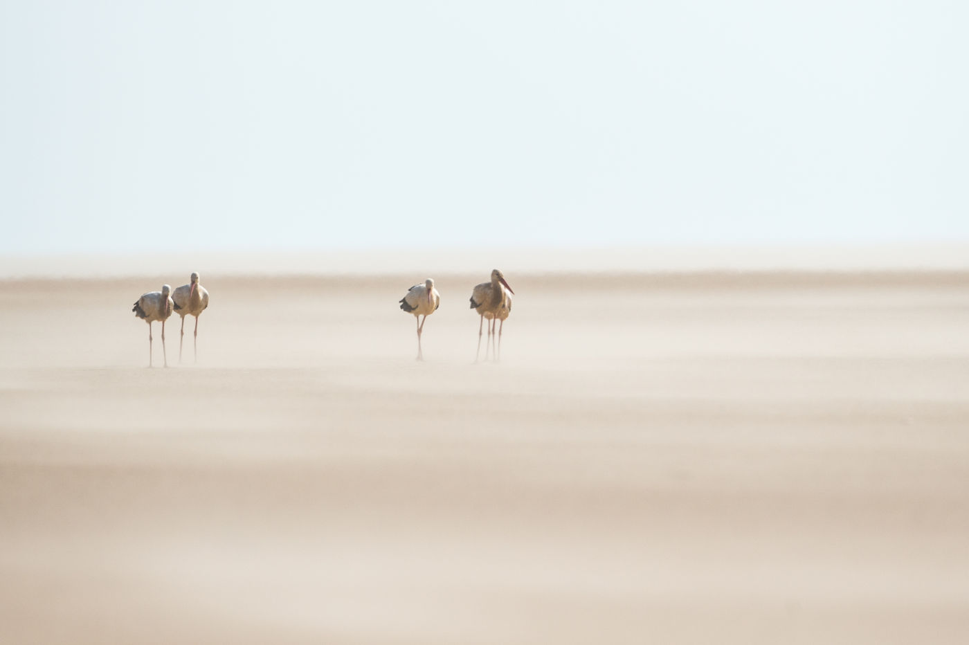 Enkele ooievaars doorstaan een zandstorm tijdens hun trek naar het noorden. © Billy Herman