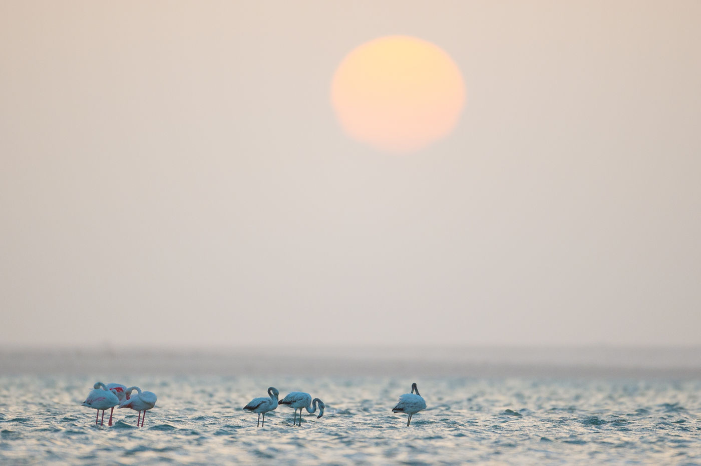 Flamingo's tijdens de ondergaande zon. © Billy Herman