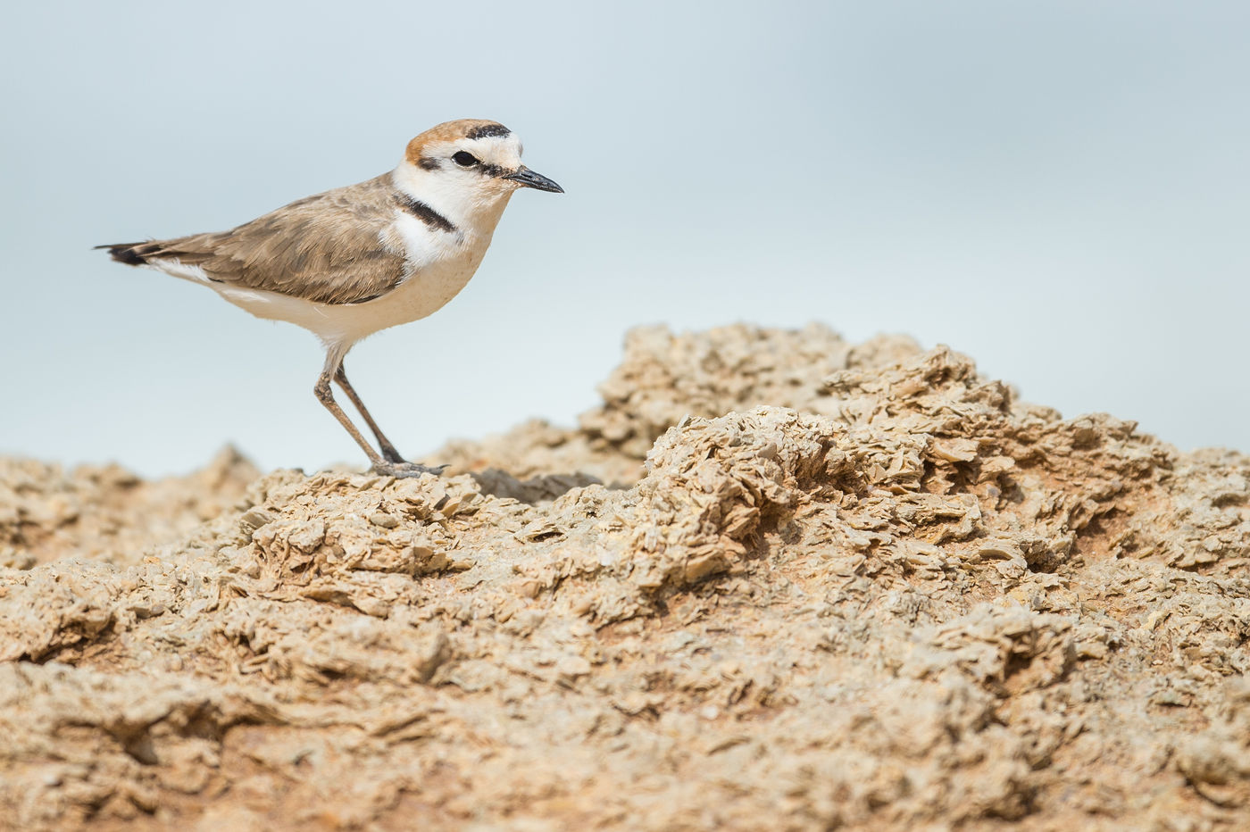 Een strandplevier doorstaat de hete middagzon. © Billy Herman