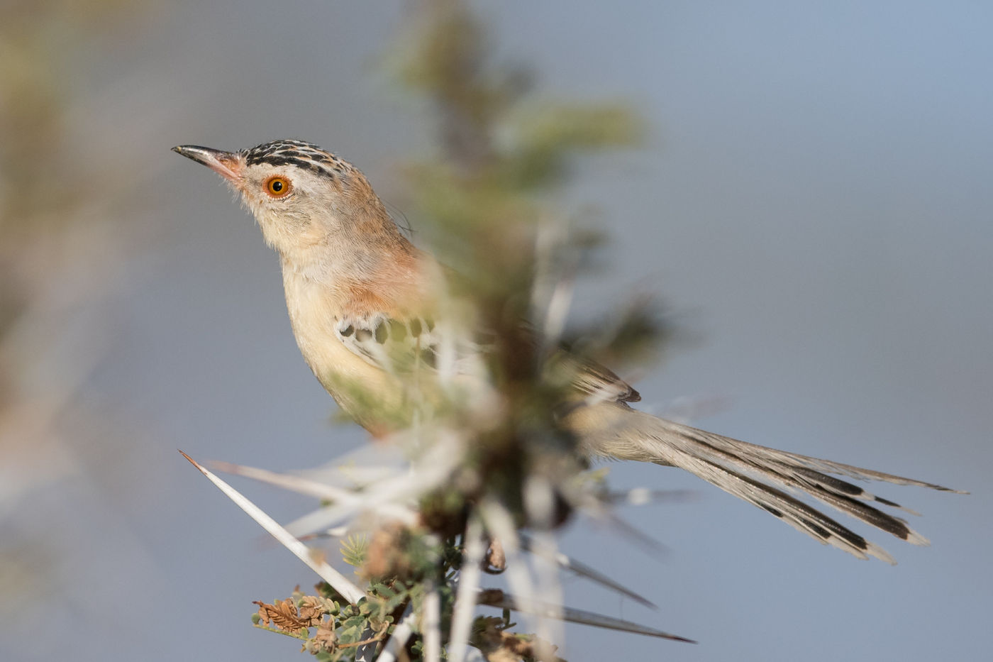 Krekelprinia's werden pas recent ontdekt in dit stuk van de westelijke Sahara en staan sindsdien op de planning van elke vogelaar die het gebied bezoekt. © Billy Herman