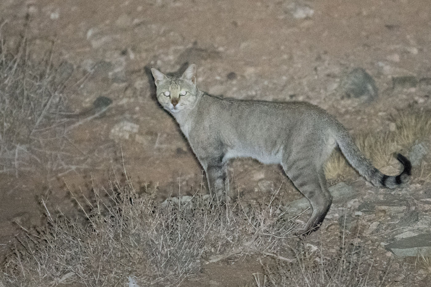 African wild cat, de echte voorouder van onze huiskat, glipte voorbij tijdens het schijnen. © Billy Herman