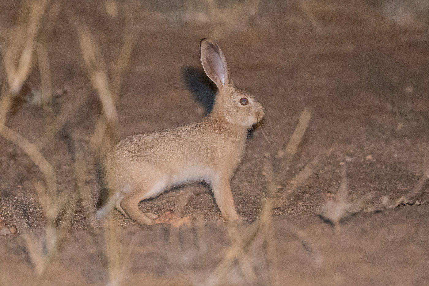 African savanna hare, het voornaamste voedsel van de Afrikaanse wolf. © Billy Herman