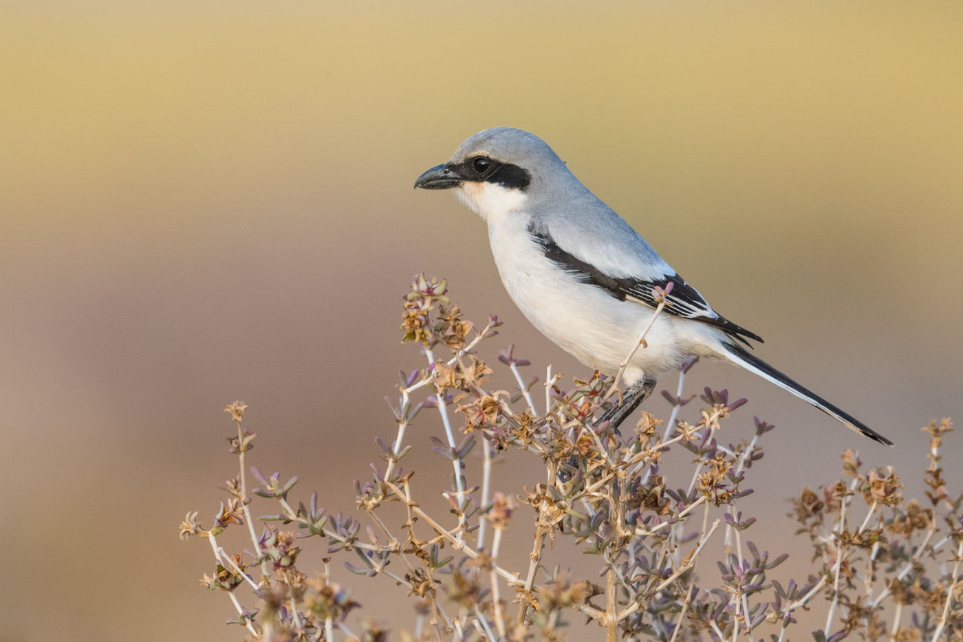 Een woestijnklapekster hoopt tijdens het krieken van de ochtend nog een laat actieve gekko te pakken te krijgen. © Billy Herman