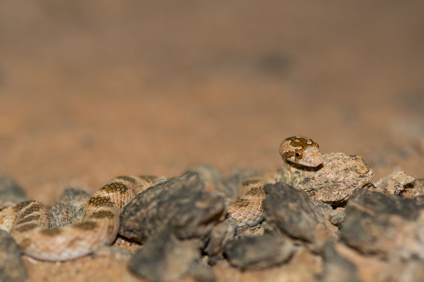 Camouflage kent ook hier geen grenzen. © Billy Herman