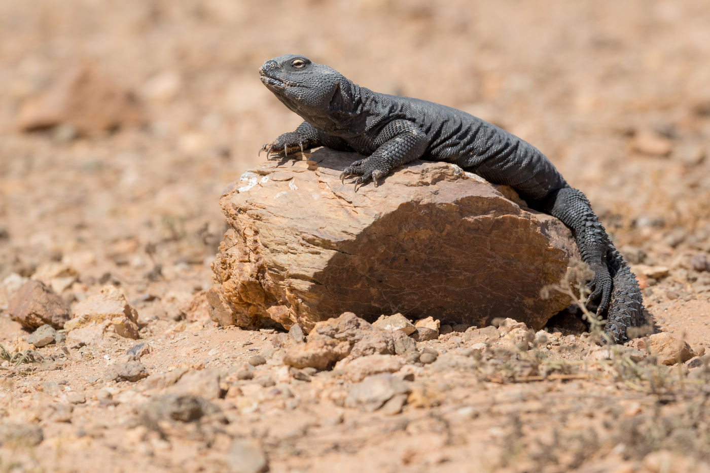 Een Sudan mastigure rust uit in de zon. © Billy Herman