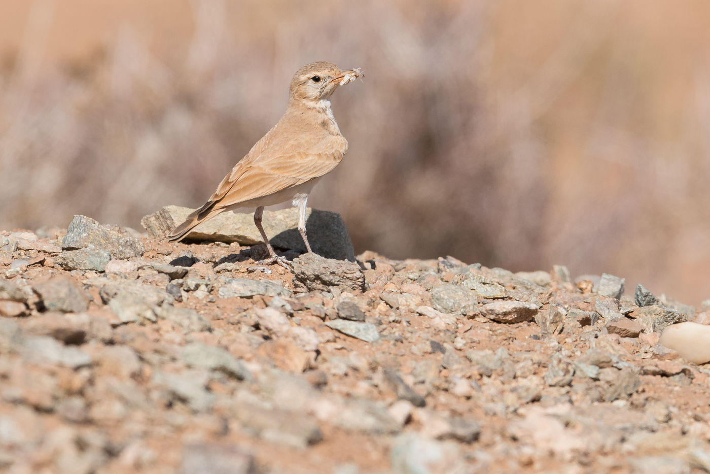 Een rosse woestijnleeuwerik brengt voedsel naar het nest. © Billy Herman