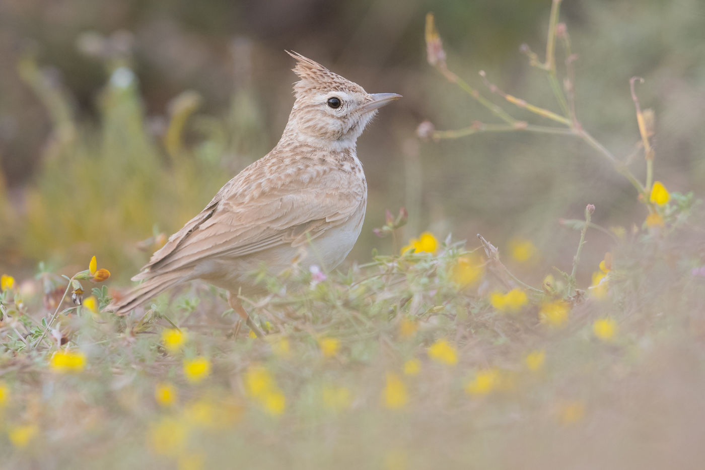 Theklaleeuweriken worden op een bepaald moment bijzonder bleek in sommige streken van het land. © Billy Herman