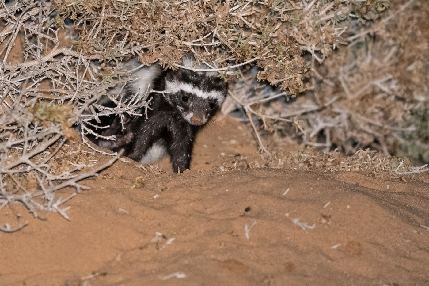 Een gelukstreffer was deze Saharan striped polecat, een bunzing die 's nachts de schorpioenen het leven zuur maakt. © Billy Herman