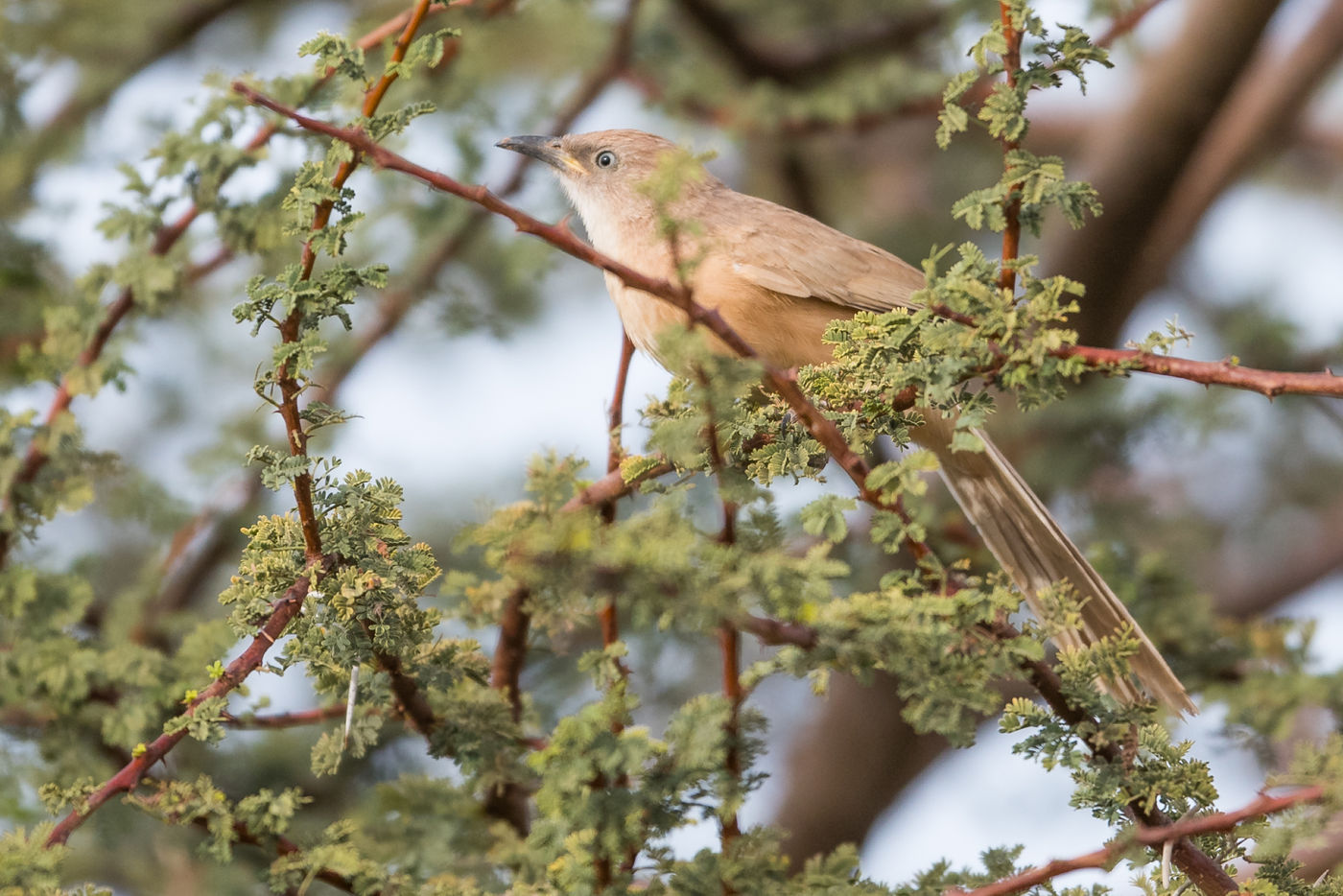 Een bruingele babbelaar, een bewoner van acacia's in de woestijn, en met name de wadi's.  © Billy Herman