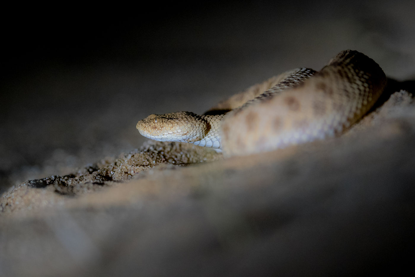 's Nachts ontluikt een nieuwe wereld in de Sahara. © Billy Herman