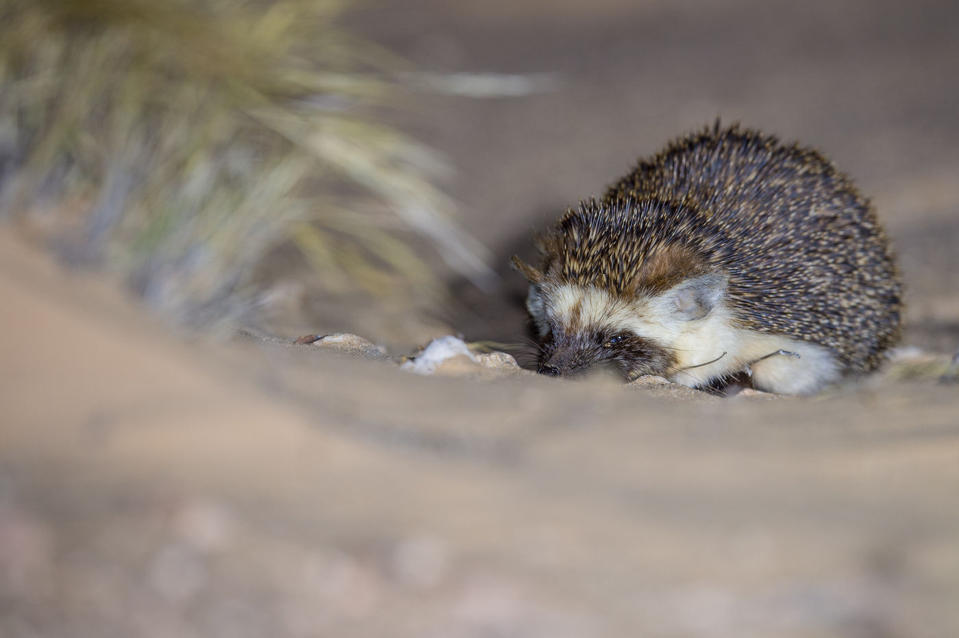 Desert hedgehog tijdens het schijnen, herkenbaar aan de bijzonder donkere stekels. © Billy Herman