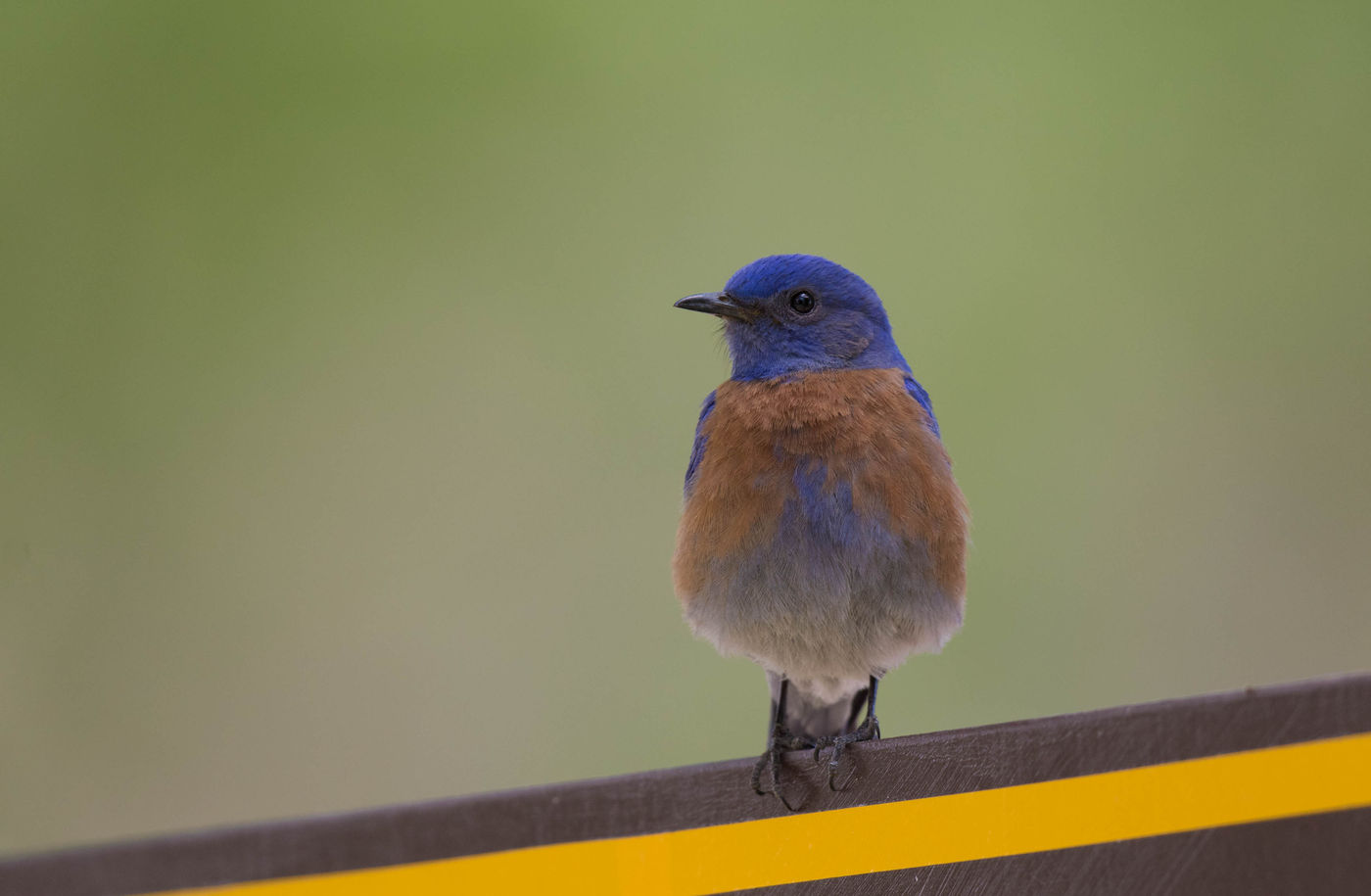 Een western bluebird. © Iwan Lewylle