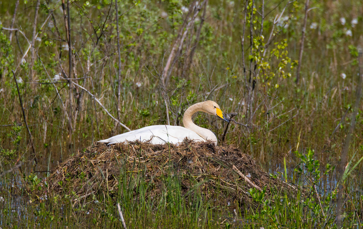 Un cygne chanteur sur son nid. © Voyages STARLING