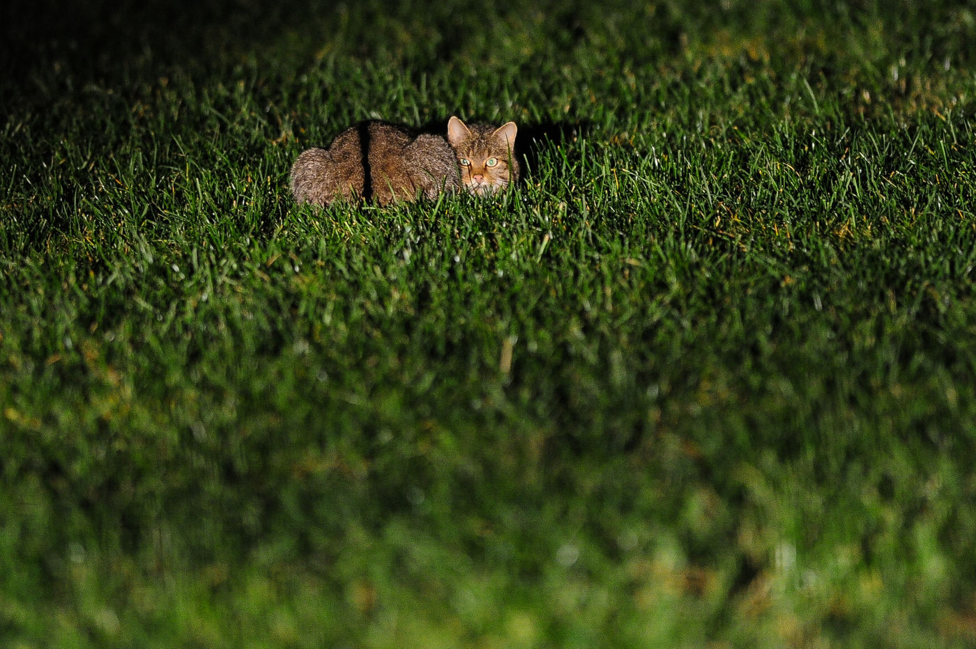 's Nachts gaan we op zoek naar de wilde kat. © Billy Herman