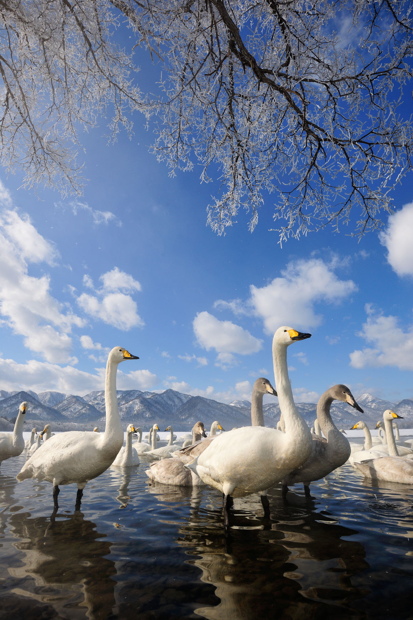 Wilde zwanen vanuit een laag standpunt. © Yves Adams