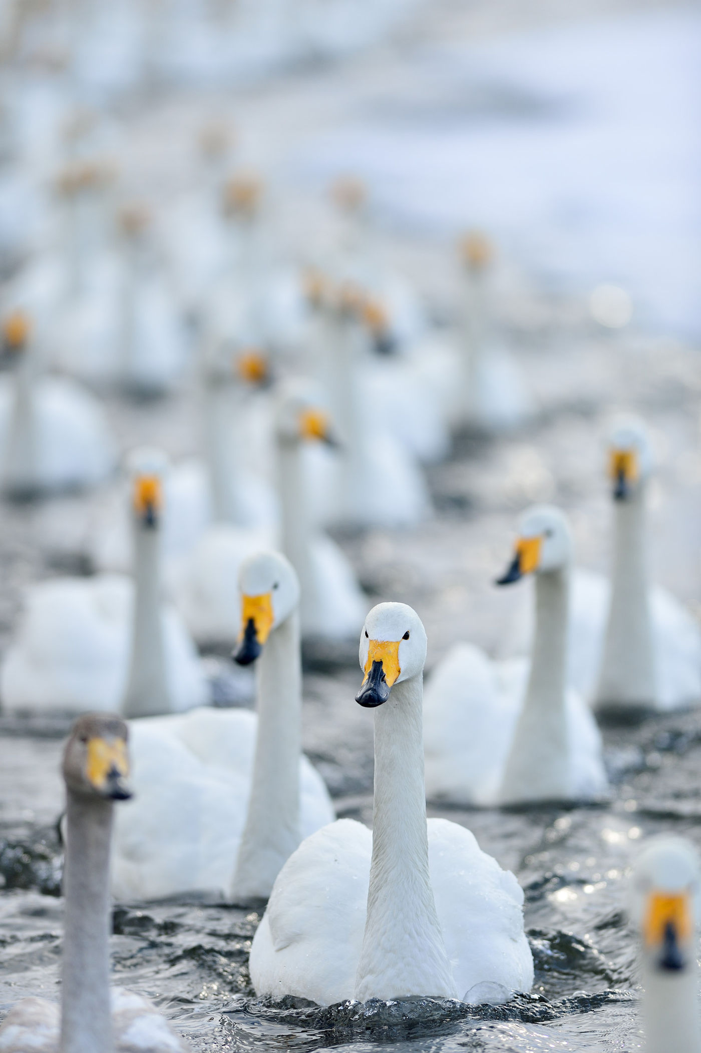 Een groep overwinterende wilde zwanen in een wak. © Yves Adams