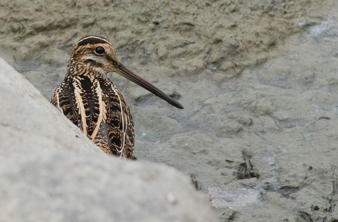 De Noord-Amerikaanse tegenhanger van onze watersnip, wilson's snipe. © Joachim Bertrands