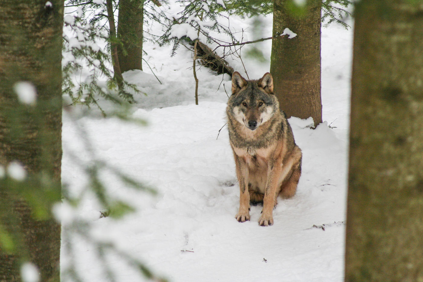 Een wolf tijdens de eerste sneeuwval. © Kenny Kenners