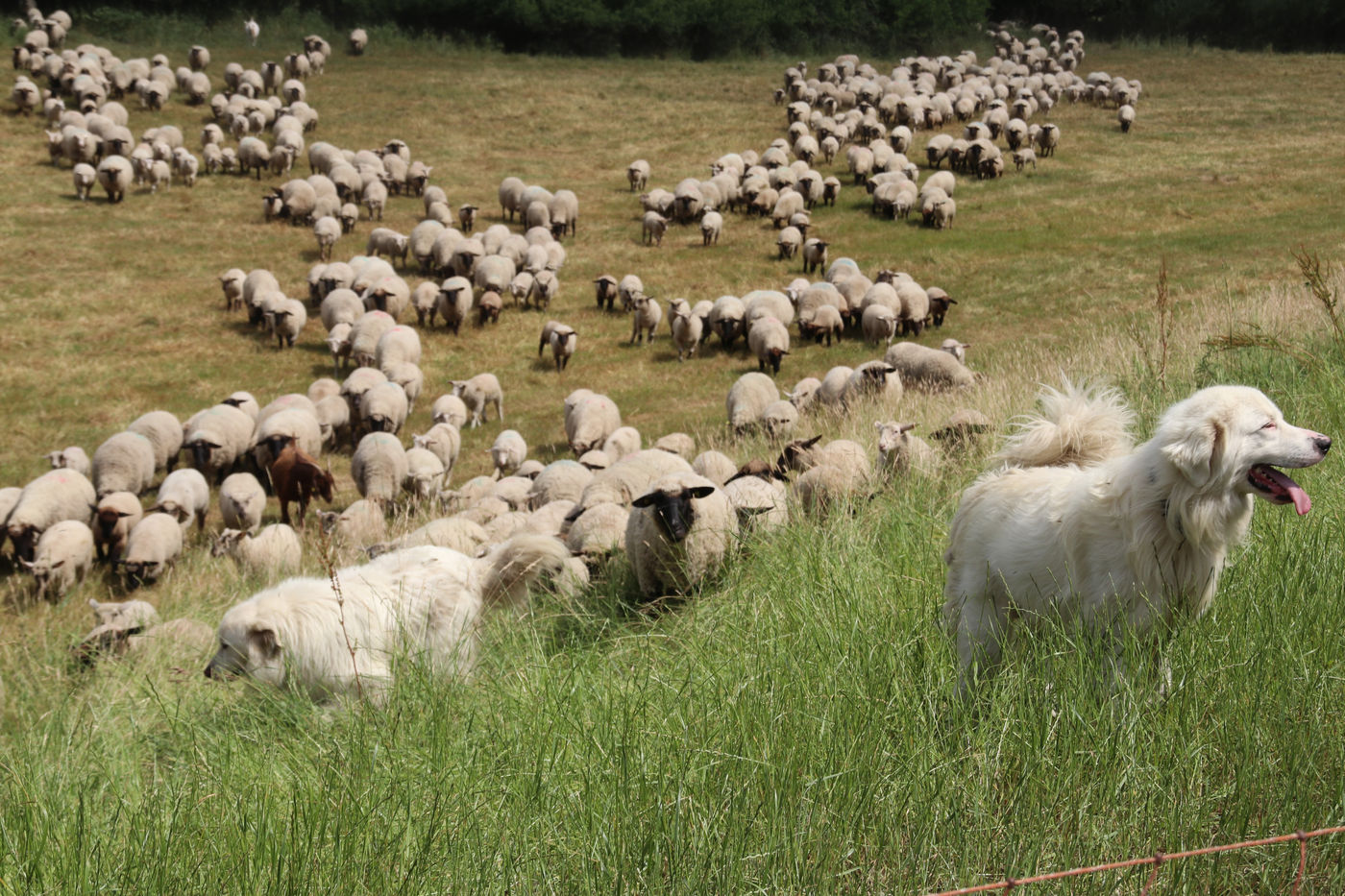 Schapen hebben steeds hun bodyguards bij. © Kenny Kenners