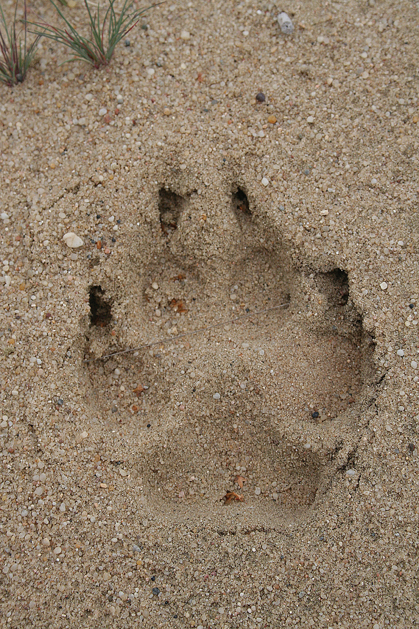 WolfKennyKenners (5 van 40) Een print van een wolf wordt op de gevoelige plaat vastgelegd. © Kenny Kenners